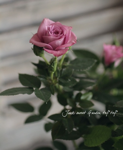 �ߥ˥Х顡�إ�٥����������ʡ�