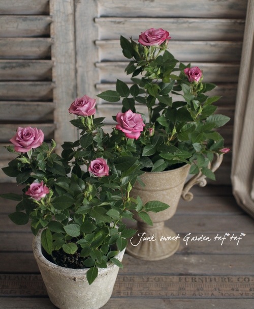 �ߥ˥Х顡�إ�٥����������ʡ�