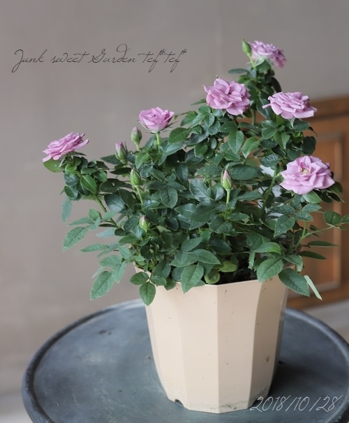 �ߥ˥Х顡�إ�٥����������ʡ�