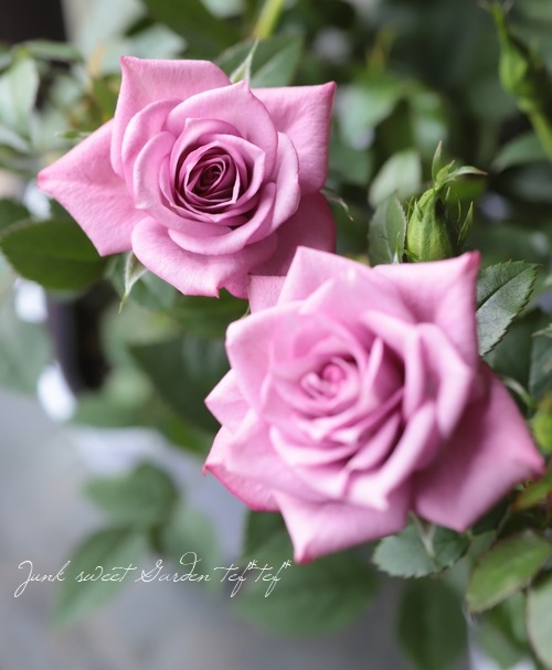 �ߥ˥Х顡�إ�٥����������ʡ�