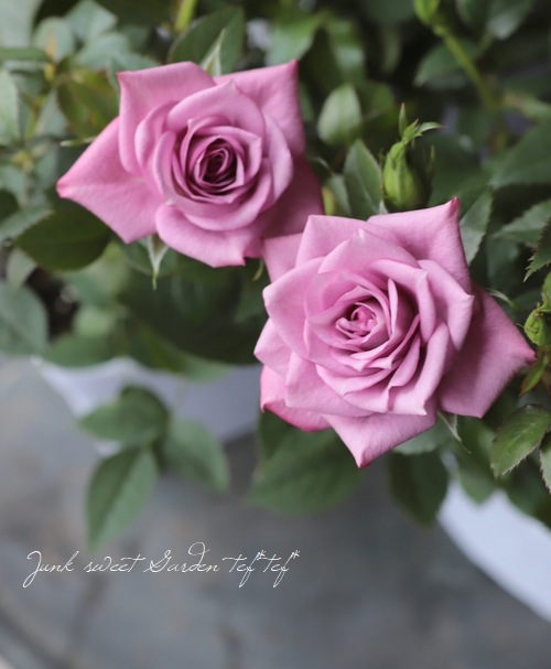 �ߥ˥Х顡�إ�٥����������ʡ�