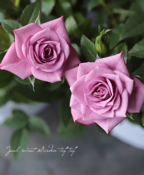 �ߥ˥Х顡�إ�٥����������ʡ�