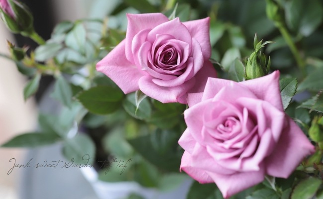 �ߥ˥Х顡�إ�٥����������ʡ�