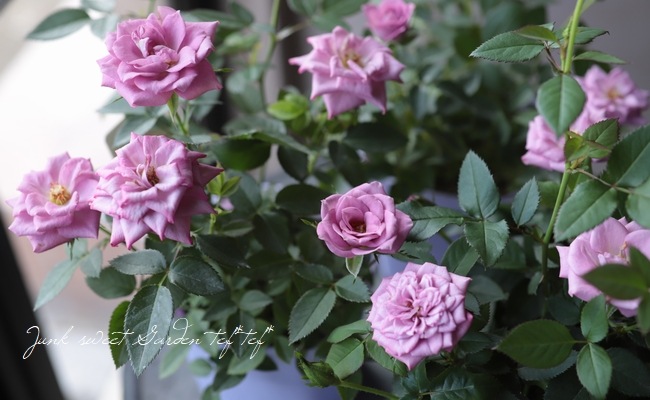 �ߥ˥Х顡�إ�٥����������ʡ�