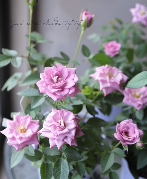 �ߥ˥Х顡�إ�٥����������ʡ�