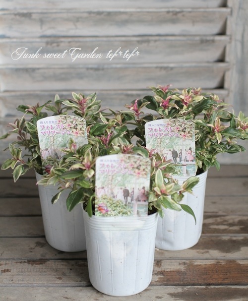 �����ꥭ�󥮥祽�����إե��쥹�ȡ��ޥꥢ�������