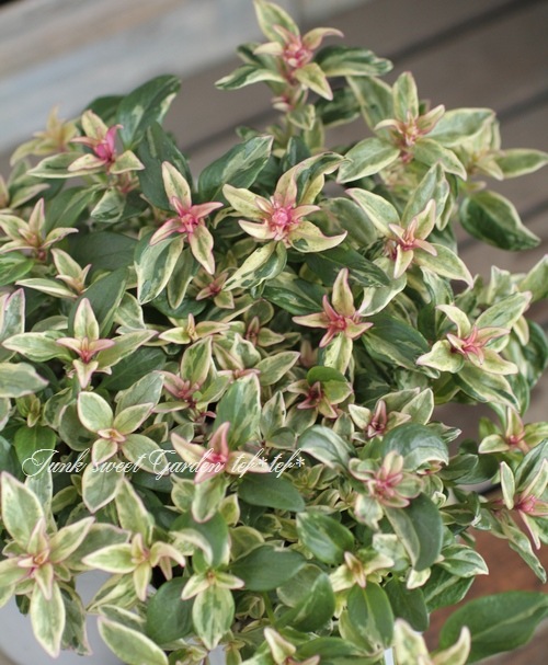 �����ꥭ�󥮥祽�����إե��쥹�ȡ��ޥꥢ�������