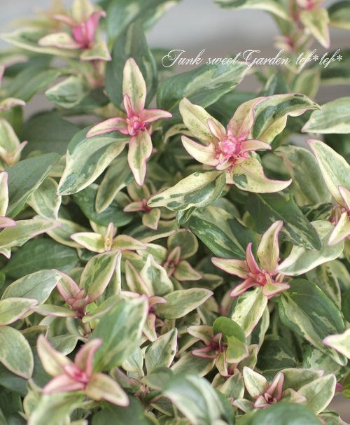 �����ꥭ�󥮥祽�����إե��쥹�ȡ��ޥꥢ�������