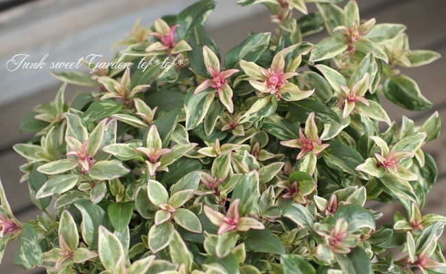 �����ꥭ�󥮥祽�����إե��쥹�ȡ��ޥꥢ�������