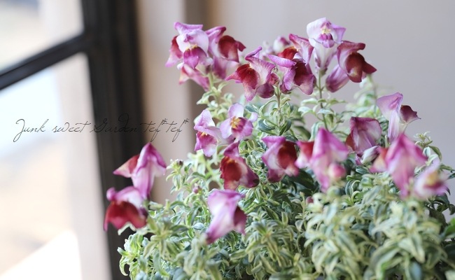 �����ꥭ�󥮥祽�����إե��쥹�ȡ��ޥꥢ�������