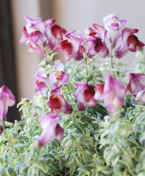 �����ꥭ�󥮥祽�����إե��쥹�ȡ��ޥꥢ�������