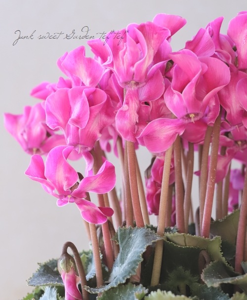 シクラメン 『天使のはね』 2023.No.F | すべての商品 | | Junk sweet