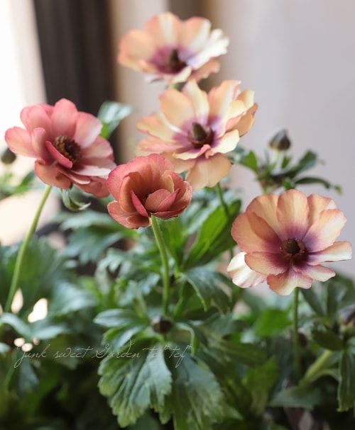 ラナンキュラス ラックスシリーズ 『ウラノス』 綾園芸さん育種！生産