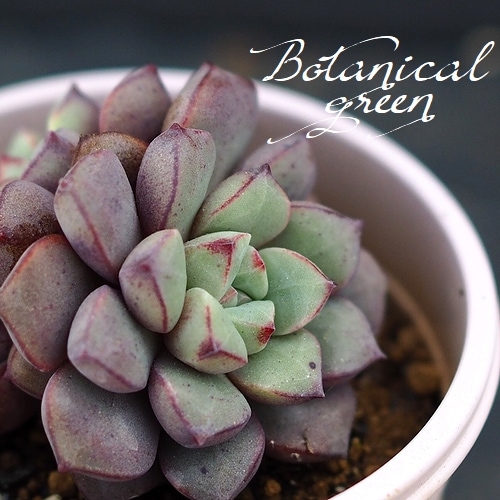 札付き　ラウ030 × ケッセルリンギアナ　エケベリ屋（つぶつぶ屋）さん苗 札付き ラウ030 × ケッセルリンギアナ エケベリ屋（つぶつぶ屋