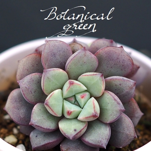 札付き　ラウ030 × ケッセルリンギアナ　エケベリ屋（つぶつぶ屋）さん苗 多肉植物 つぶつぶ屋さん3個セット 札付き 抜き苗 - メルカリ