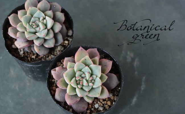 その他多肉植物 nabe 14_000000010820.jpg?1678209903