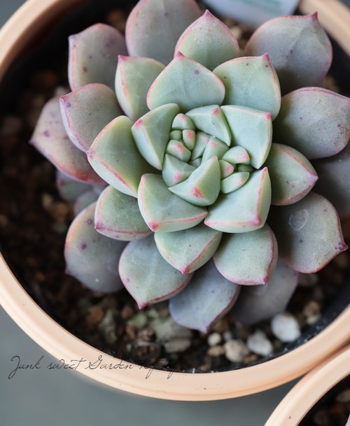 札付き ラウ030 × ケッセルリンギアナ エケベリ屋（つぶつぶ屋）さん苗