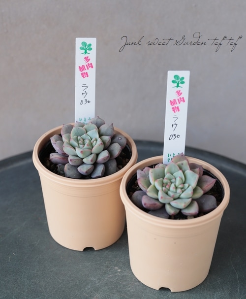 札付き ラウ030 × ケッセルリンギアナ エケベリ屋（つぶつぶ屋）さん苗