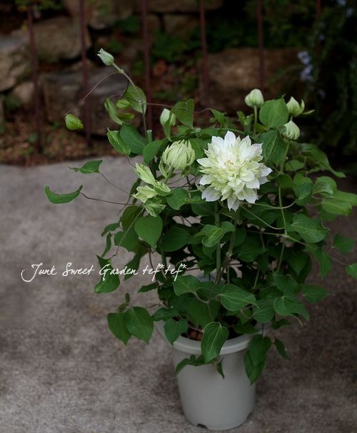 八重咲きクレマチス『雪の粧』 | すべての商品 | | Junk sweet Garden