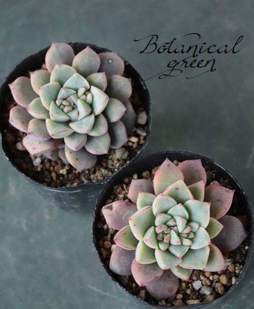 札付き ラウ030 × ケッセルリンギアナ エケベリ屋（つぶつぶ屋）さん苗