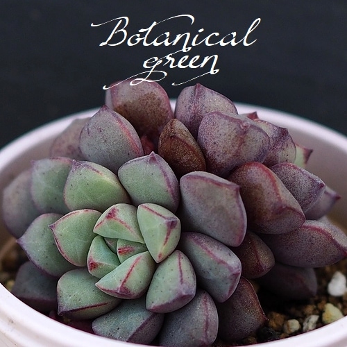 札付き ラウ030 × ケッセルリンギアナ エケベリ屋（つぶつぶ屋）さん苗