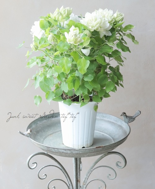 八重咲きクレマチス『雪の粧』 | すべての商品 | | Junk sweet Garden