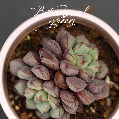 多肉植物】 『ラウ030』『サブコリンボサ』 エケベリア属 いとう