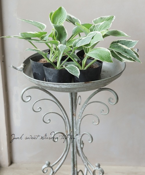 �ۥ��������ܥ��� �إե�󥷡���