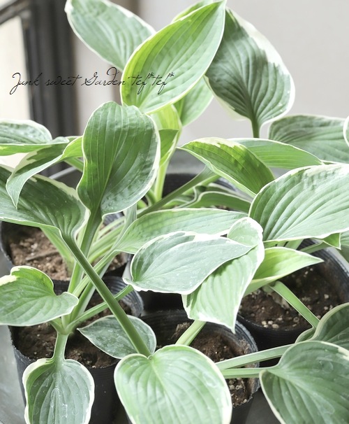 �ۥ��������ܥ��� �إե�󥷡���