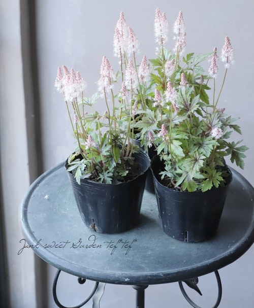 �ƥ�����顡�إԥ󥯥����������åȡ�