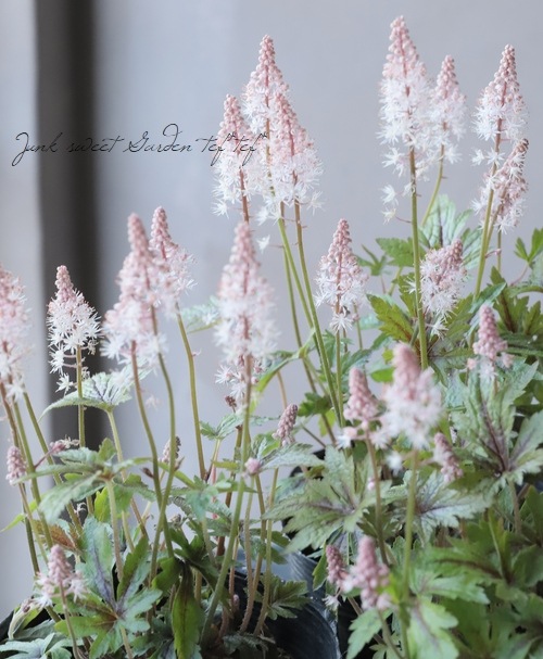 �ƥ�����顡�إԥ󥯥����������åȡ�