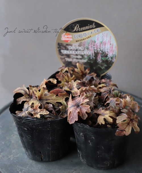 �ƥ�����顡�إԥ󥯥����������åȡ�