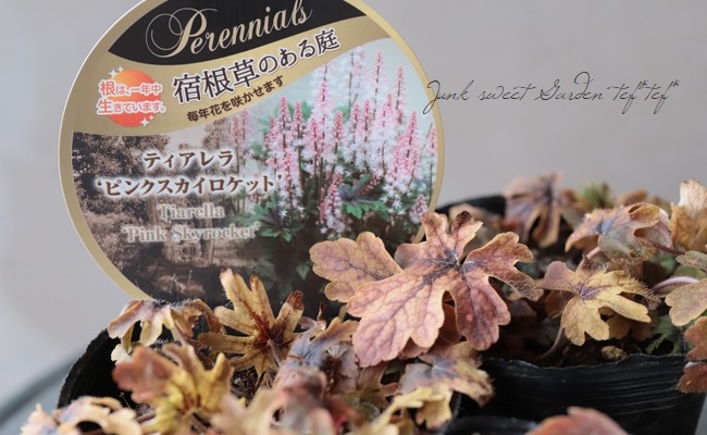 �ƥ�����顡�إԥ󥯥����������åȡ�