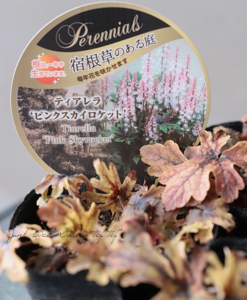 �ƥ�����顡�إԥ󥯥����������åȡ�