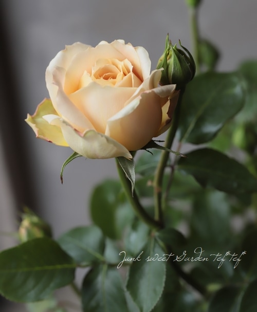 キャラメルアンティーク 楽天市場】キャラメル・アンティーク（大苗予約）7号鉢植え 四季咲き