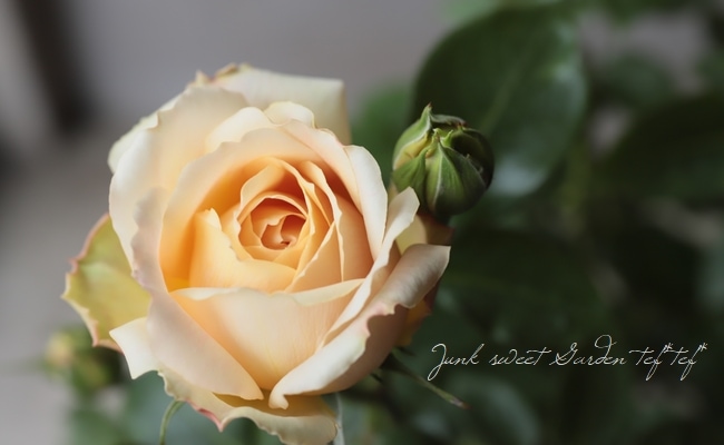 キャラメル・アンティーク（大苗予約）7号鉢植え 四季咲き大輪系