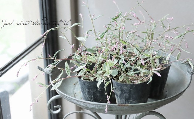 いぬたで イヌタデ Persicaria longiseta タデ科 Polygonaceae イヌタデ属
