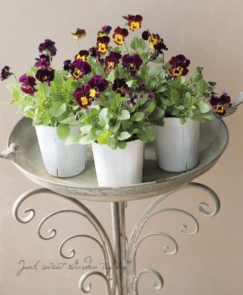 ���ե��餭�ӥ��顡�����ߤ�ӡ� ���Ѥ��餭�磻��۲����¥��ꥸ�ʥ�