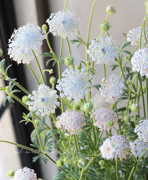 ディディスカス ブルーレースフラワー すべての商品 Junk Sweet Garden Tef Tef