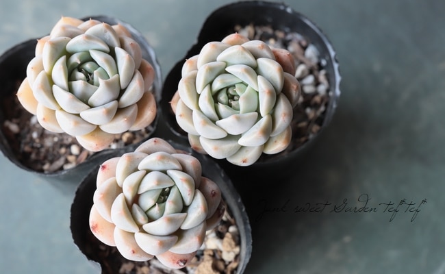 多肉植物】 『マーガレット』 エケベリア属☆ | すべての商品 | | Junk