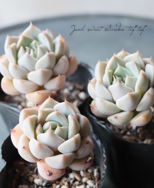 多肉植物】 『マーガレット』 エケベリア属☆ | すべての商品