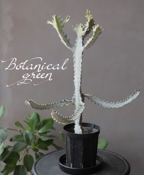 ユーフォルビア・ラクテア クリスタータ 『ホワイトゴースト