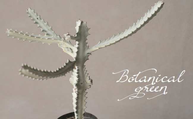 �桼�ե���ӥ����饯�ƥ� ���ꥹ���������إۥ磻�ȥ������ȡ١�