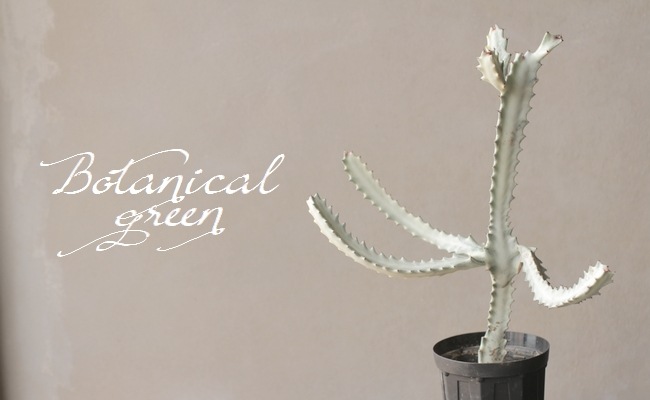 �桼�ե���ӥ����饯�ƥ� ���ꥹ���������إۥ磻�ȥ������ȡ١�