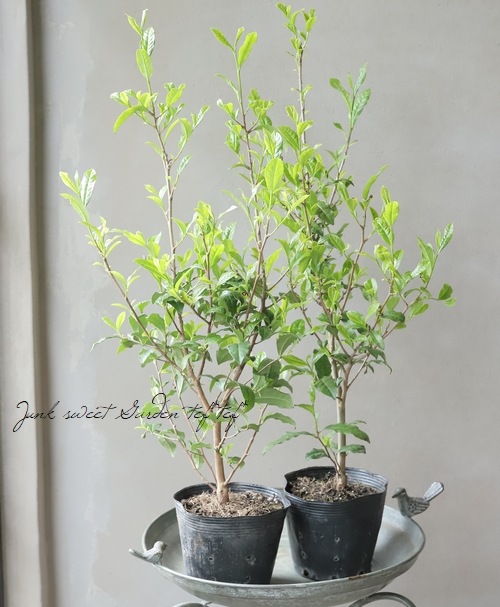 茶の木 『やぶきた』 | すべての商品 | | Junk sweet Garden tef*tef*