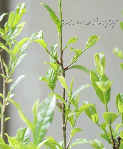 茶の木 『やぶきた』 | すべての商品 | | Junk sweet Garden tef*tef*