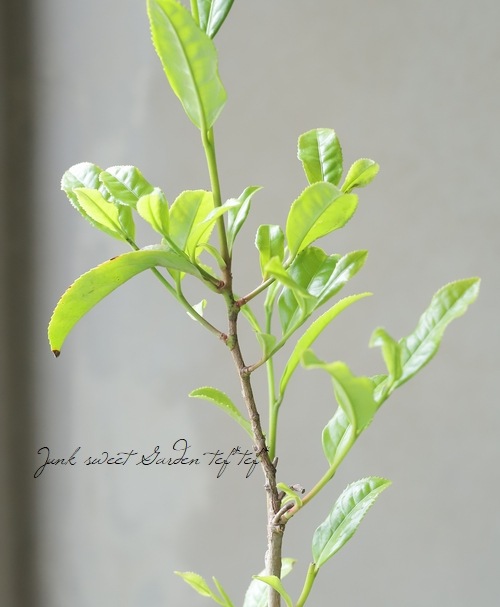 茶の木 『やぶきた』 | すべての商品 | | Junk sweet Garden tef*tef*