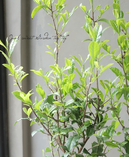茶の木 『やぶきた』 | すべての商品 | | Junk sweet Garden tef*tef*