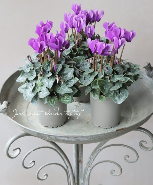 �ڷڰ���������������ۥ����ǥ�ߥ˥������� �إɥ饴��� ��A�����ס�
