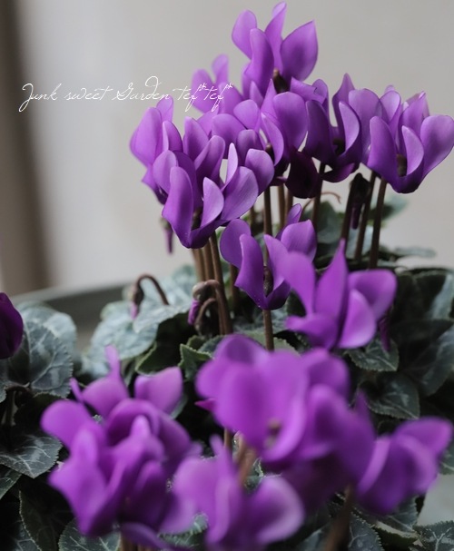 �ڷڰ���������������ۥ����ǥ�ߥ˥������� �إɥ饴��� ��A�����ס�
